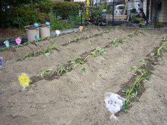 畑全部に植えられました！