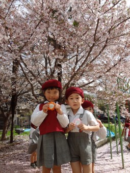 お庭の桜も綺麗ですね