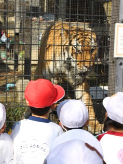 秋の遠足～動物園に行きました！