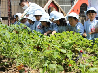 幼稚園の畑