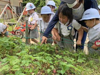 園庭の畑にて。あっ！イチゴ発見！