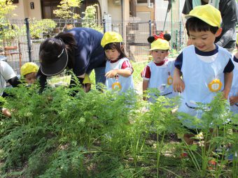 ニンジンの葉っぱ、めっちゃ大きくなってる！