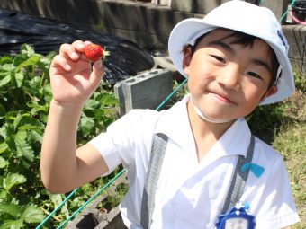 おいしそうなイチゴ採れたよ！