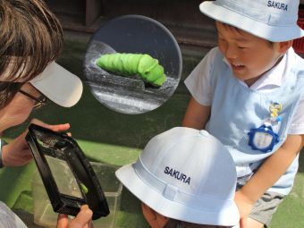 アゲハの幼虫を育てています