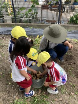 ジャガイモを収穫する２歳児さん