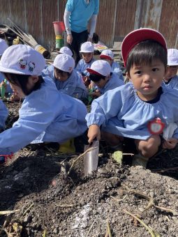 スコップ持ってお芋ほりスタート！