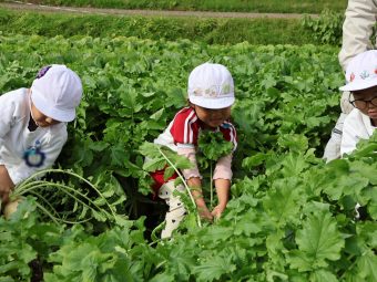 今年の大根は身も葉っぱも大きい！