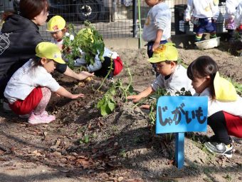 おいもさんできたかな～？