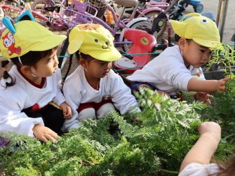 にんじん葉も元気！