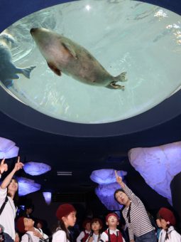 下から見えるよ！