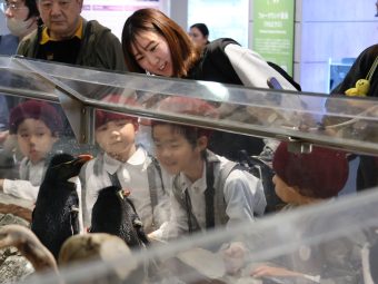 ペンギンさんと見つめ合ってるよ！